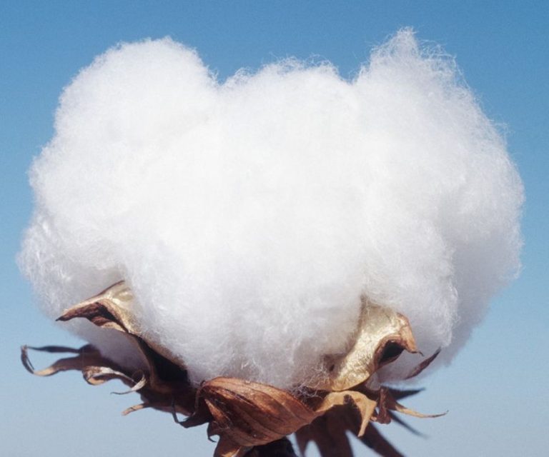Cotton Closeup image
