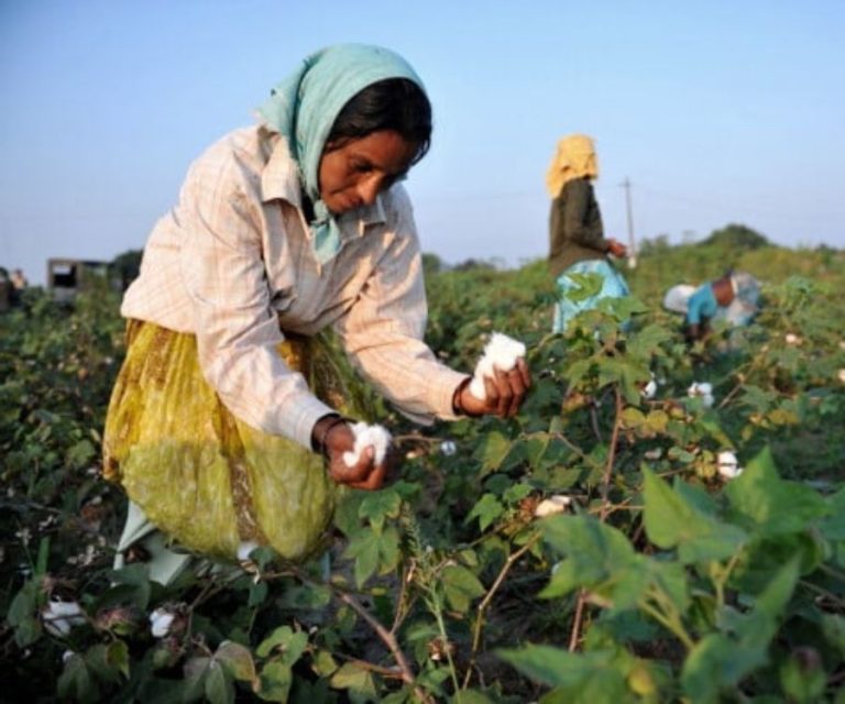 Cotton harvesting image